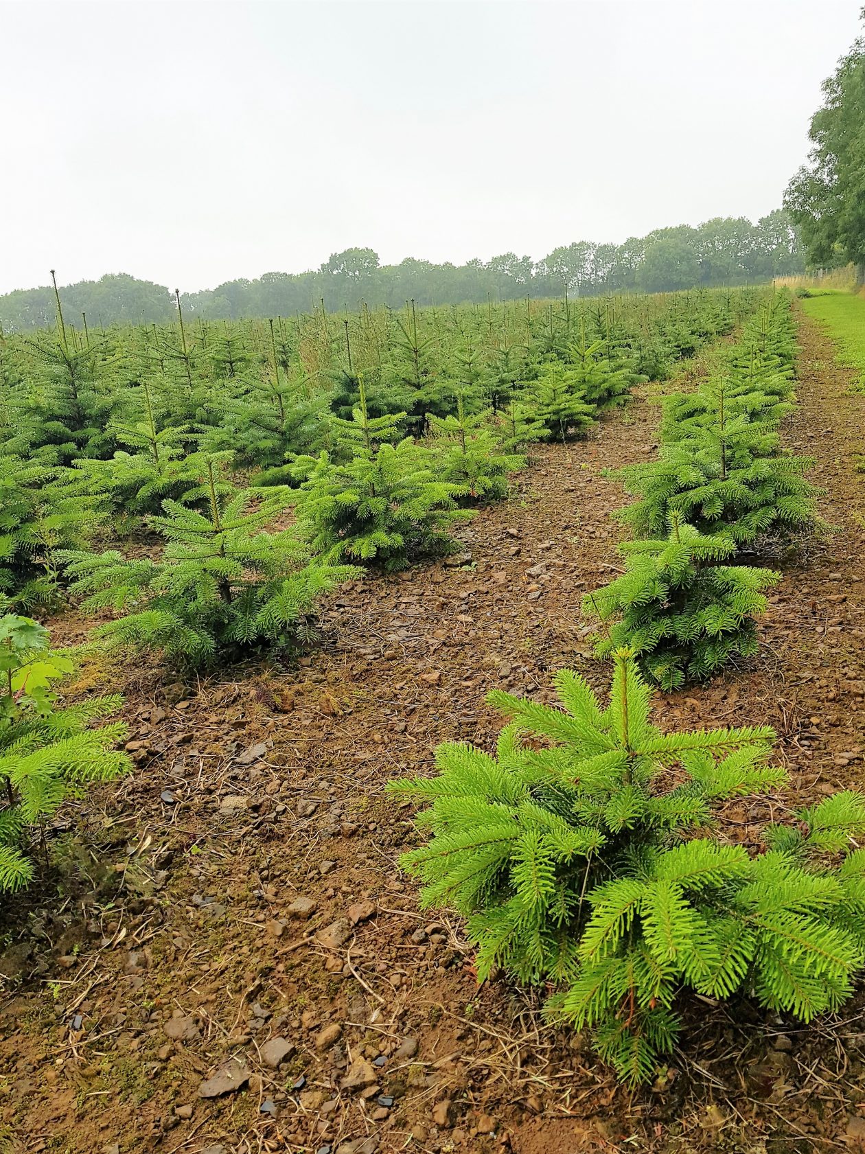 Christmas tree rows Warwickshire Christmas Tree Farm