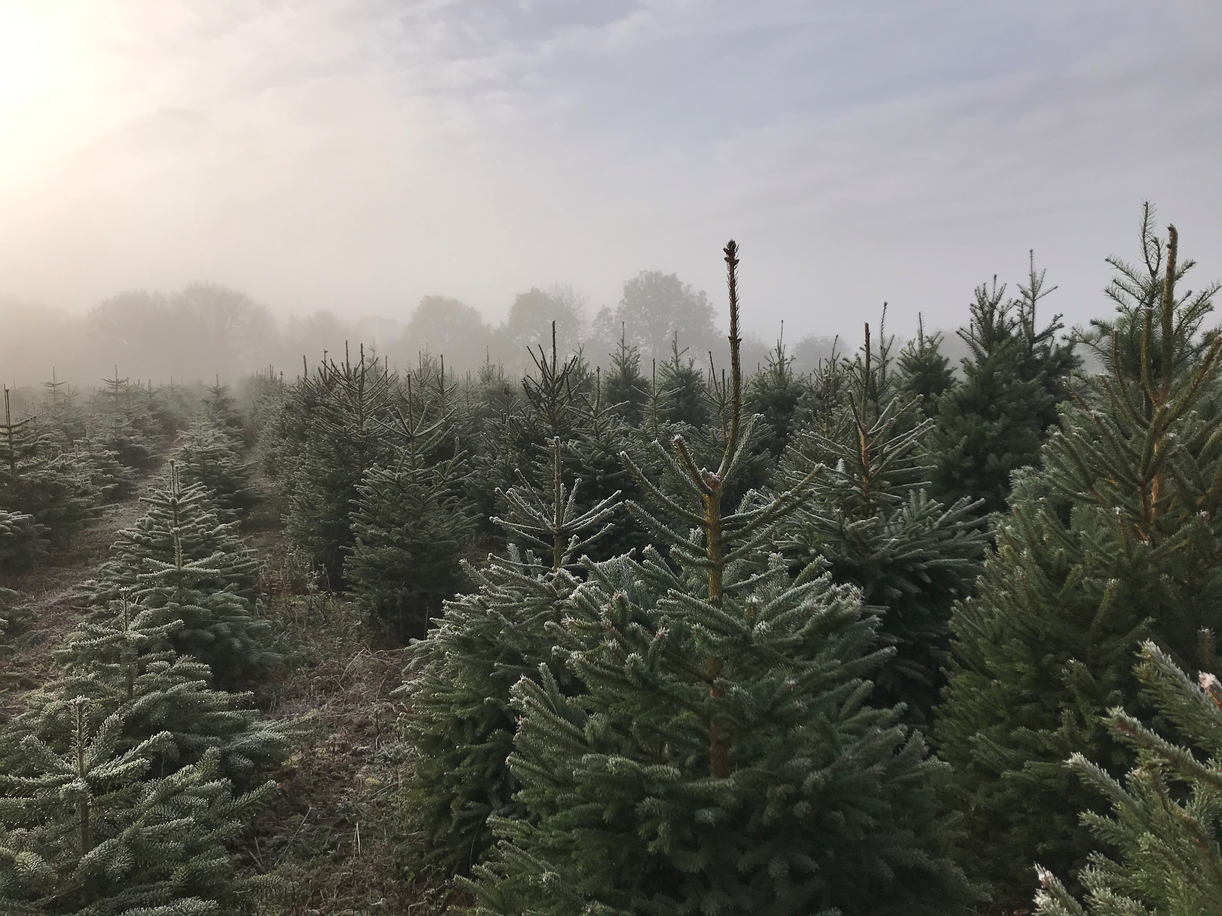 Frosty trees row