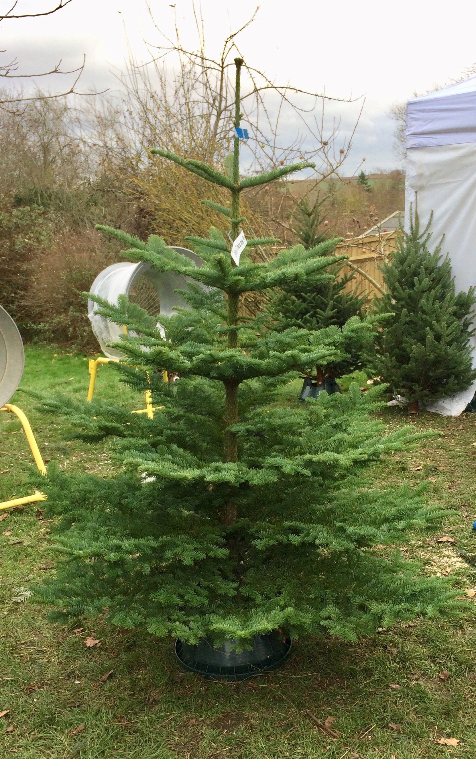 Noble Warwickshire Christmas Tree Farm