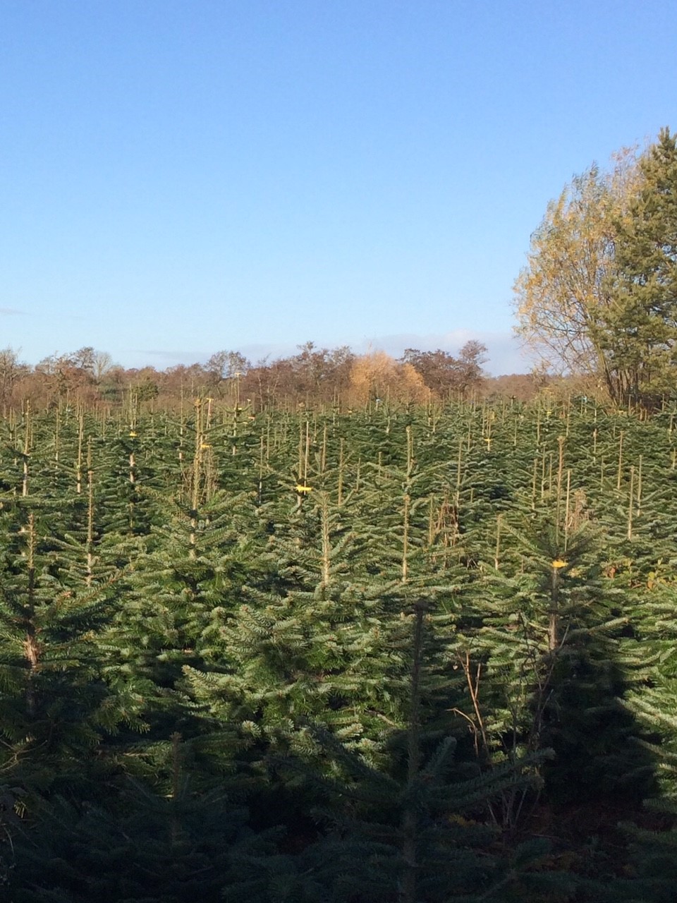 festiveforestry field 2 Warwickshire Christmas Tree Farm