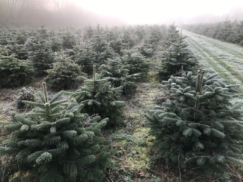 Gallery Warwickshire Christmas Tree Farm
