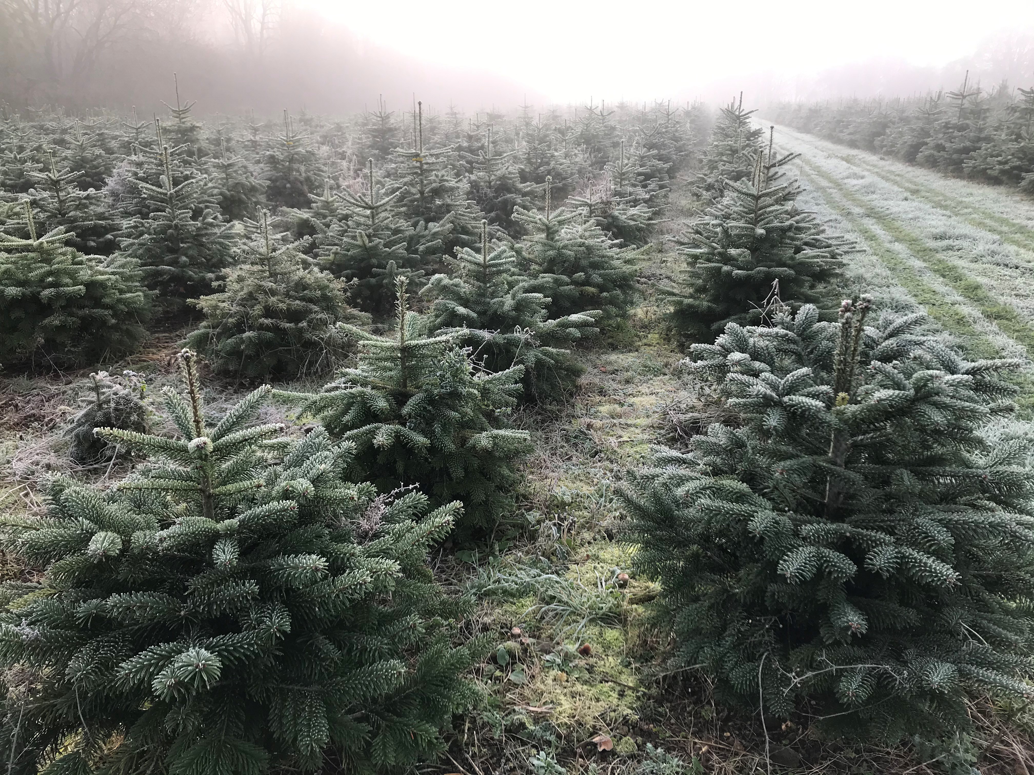 frosty trees 3 Warwickshire Christmas Tree Farm
