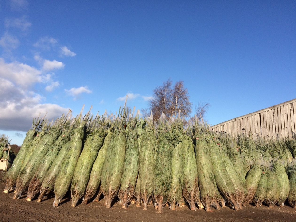netted trees Warwickshire Christmas Tree Farm