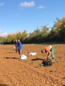 planting planting