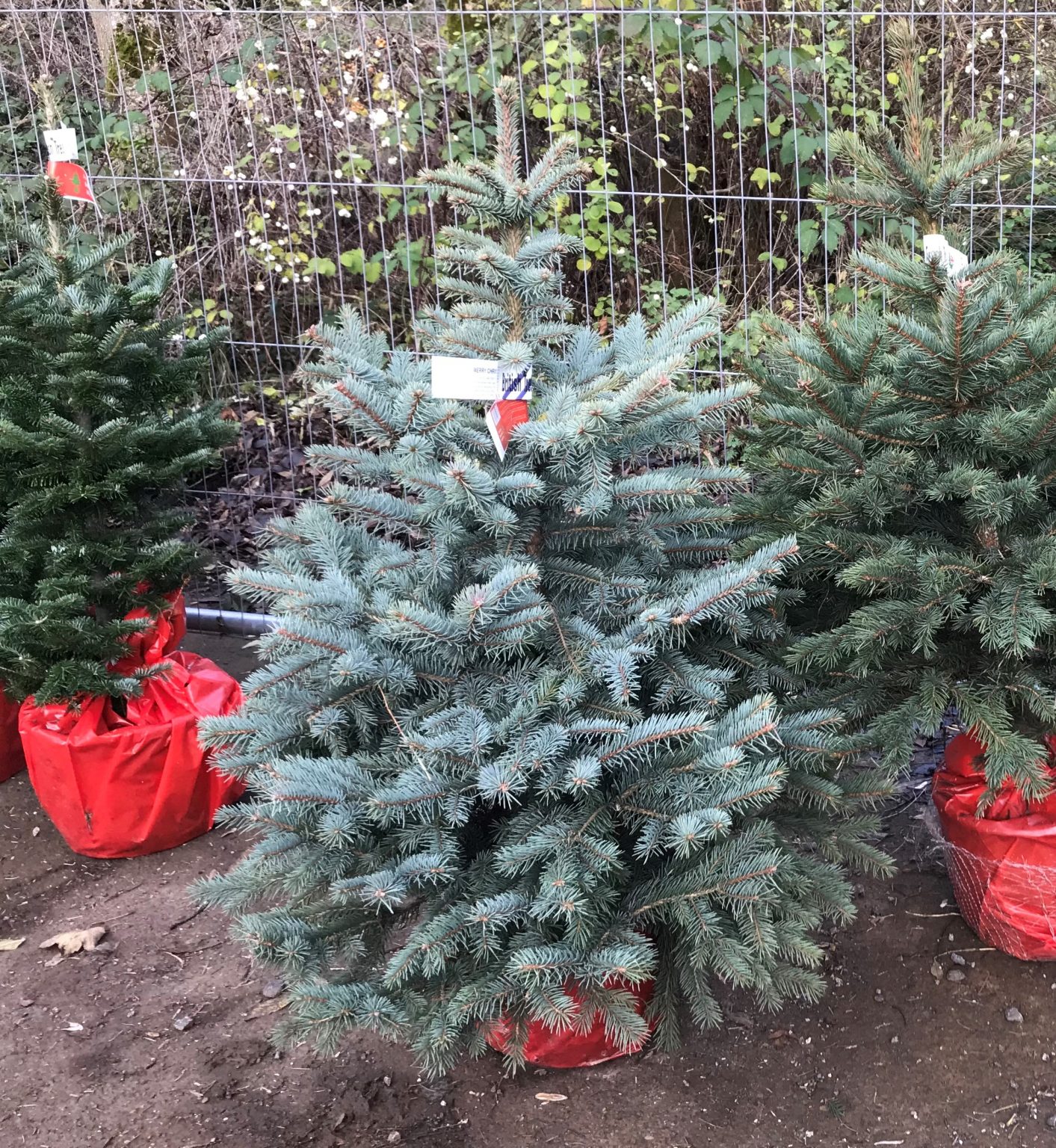 pot grown trees 1 Warwickshire Christmas Tree Farm