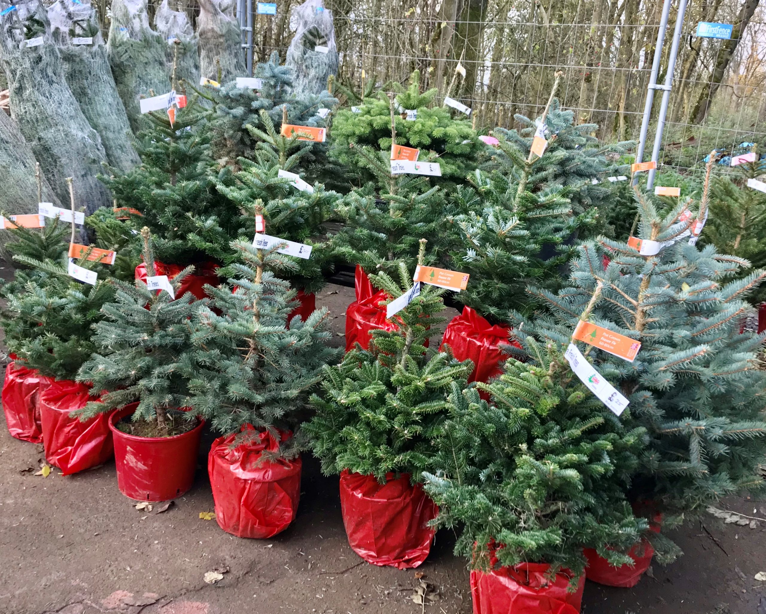 pot grown trees