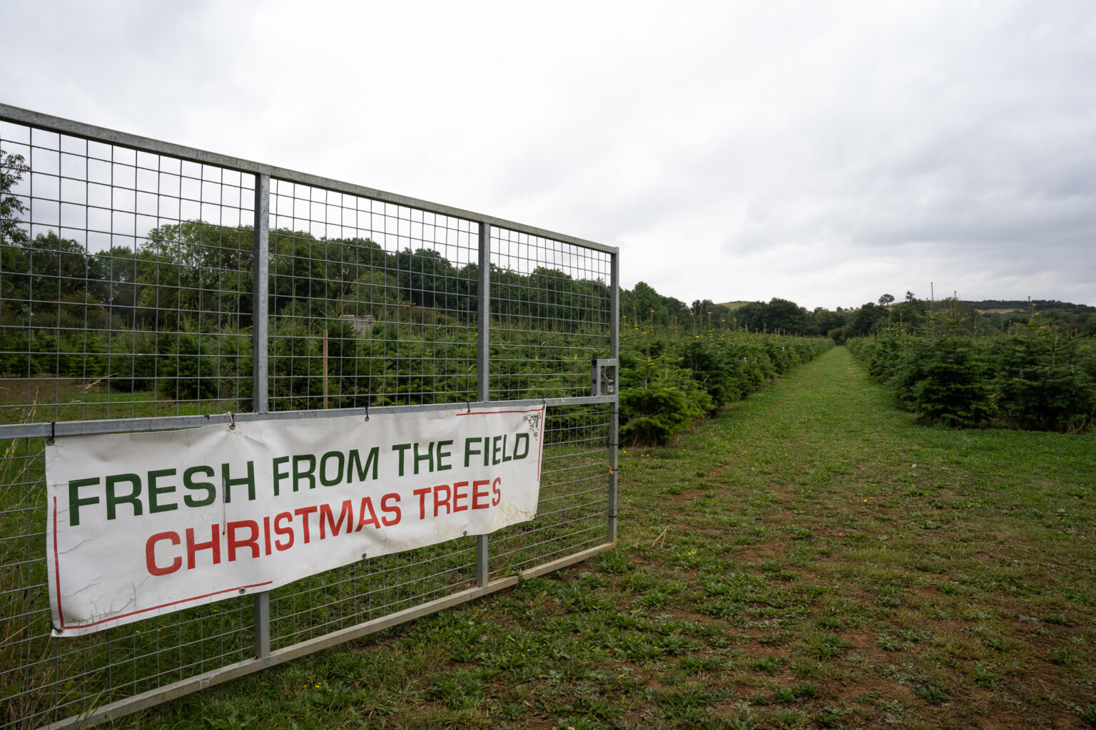 Gallery Warwickshire Christmas Tree Farm