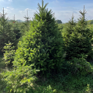 fresh_trees_460x400 fresh_trees_460x400
