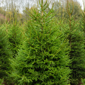 Norway Spruce