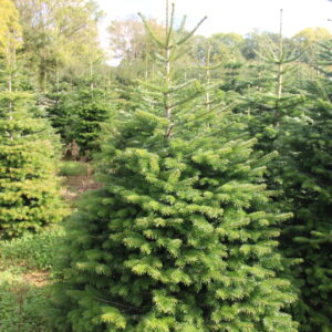 Nordmann Fir