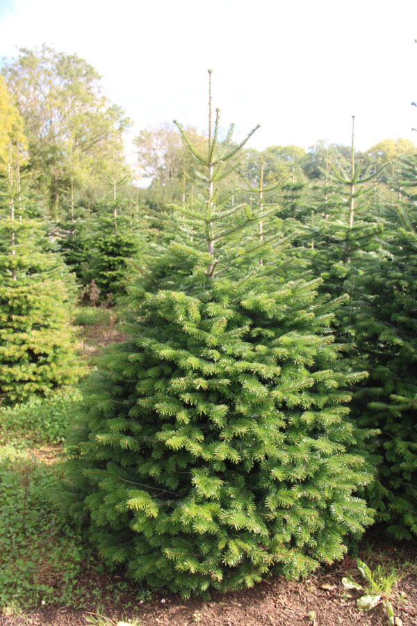 Nordmann Fir