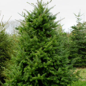 Douglas Fir