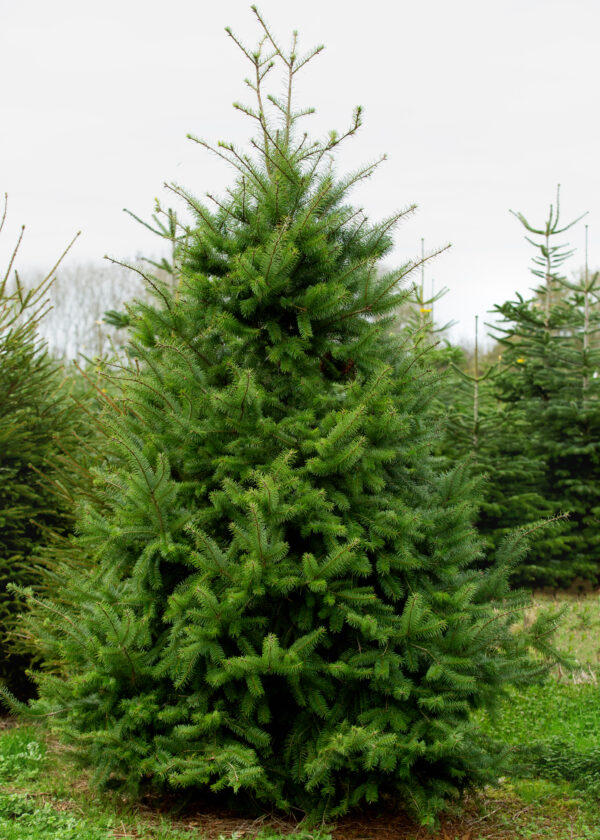 Douglas Fir