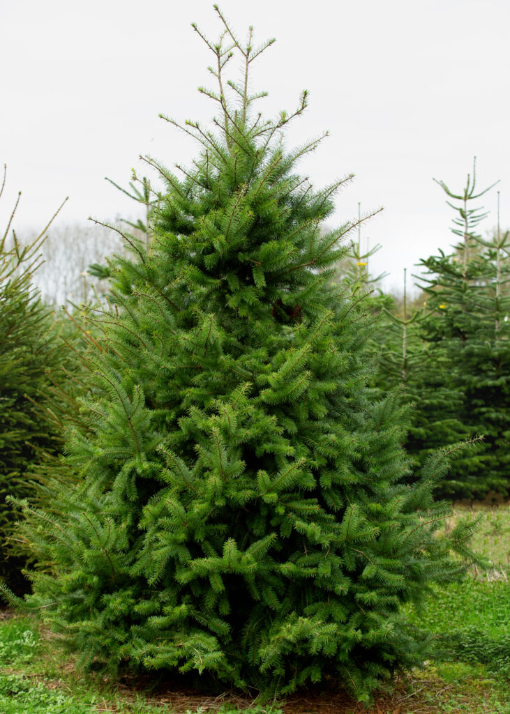 Doug fir christmas menu