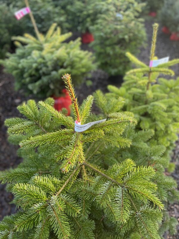 Pot Grown Tree