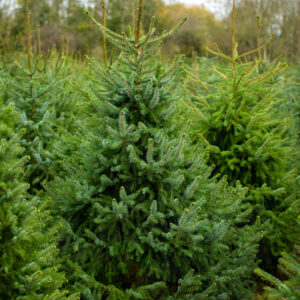 Serbian Spruce