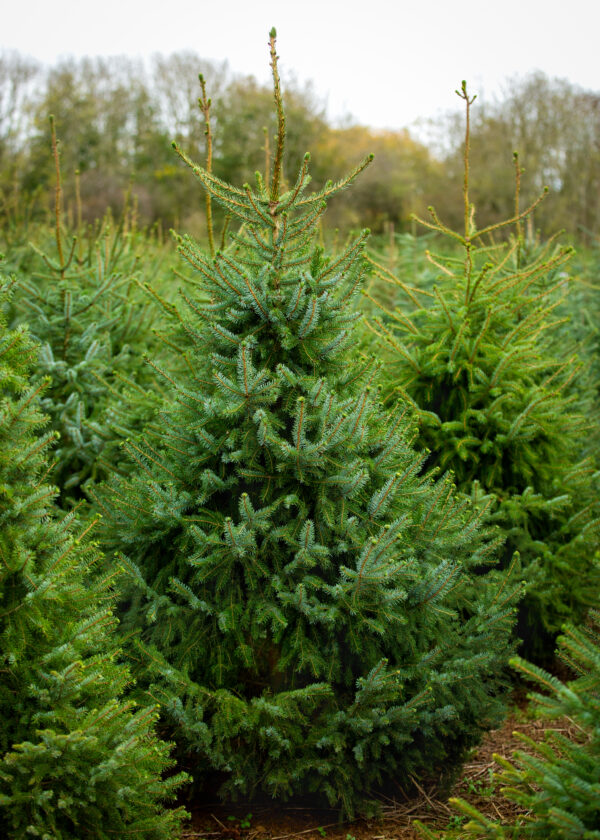 Serbian Spruce