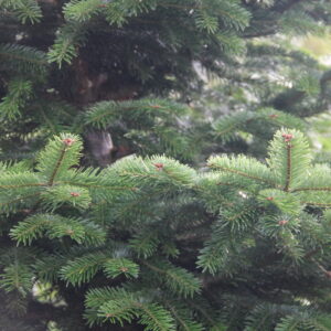 Foliage