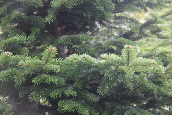 Foliage